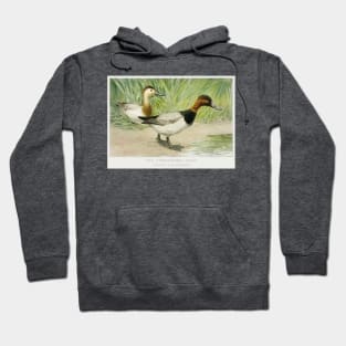 The Canvasback Duck Digitally Enhanced Hoodie